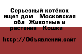 Серьезный котёнок ищет дом - Московская обл. Животные и растения » Кошки   
